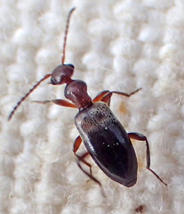 Ischyropalpus nitidulus