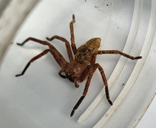 Olios argelasius