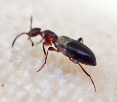 Ischyropalpus nitidulus
