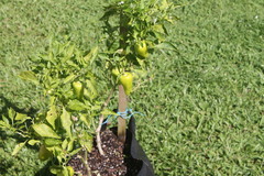 Magnoliopsida