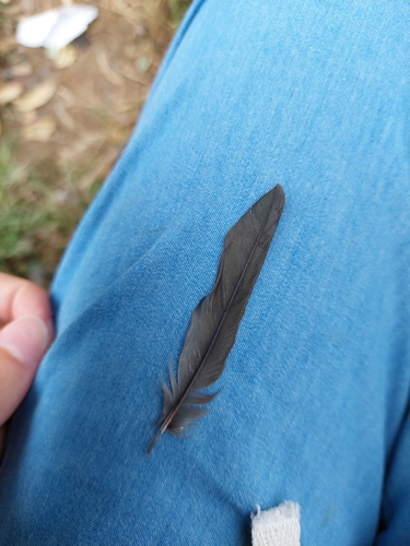 Plume de Martinet noir
