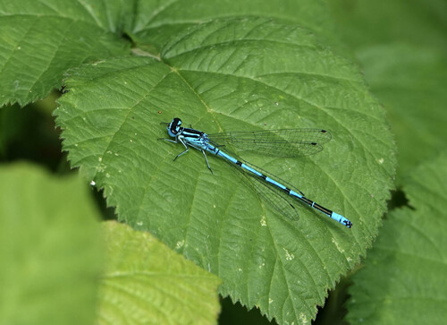 Azure Damselfly