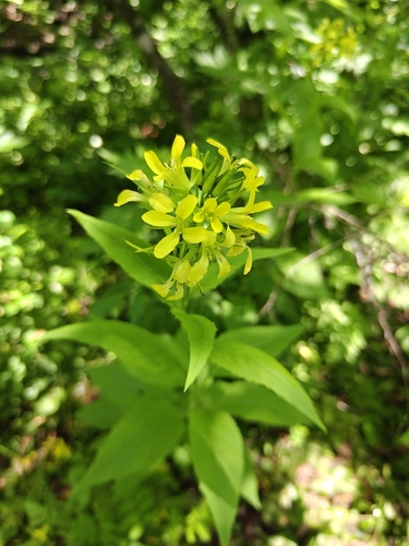 Sisymbrium luteum, photograph 2
