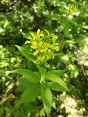 Sisymbrium luteum, photograph (c) Фёдор, some rights reserved (CC BY)