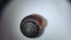 Trochulus striolatus