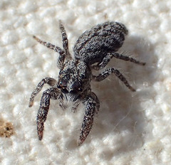 Paramarpissa griswoldi