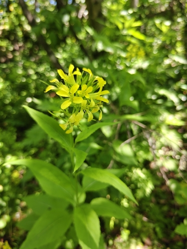 Sisymbrium luteum, photograph 3