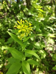Sisymbrium luteum, photograph (c) Фёдор, some rights reserved (CC BY)