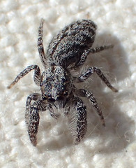 Paramarpissa griswoldi