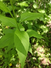 Sisymbrium luteum, photograph (c) Фёдор, some rights reserved (CC BY)