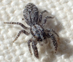 Paramarpissa griswoldi