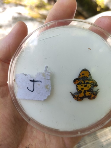 Bombina variegata variegata