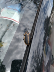 Mecistomela marginata