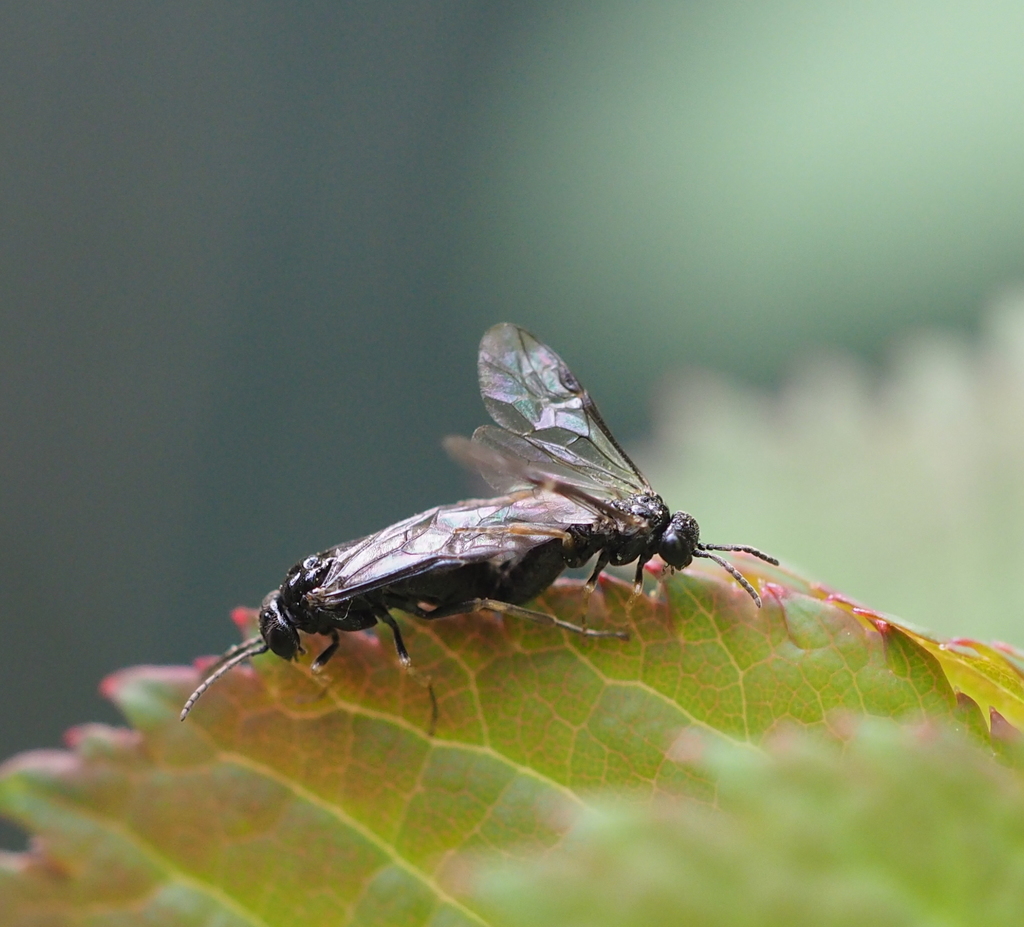 Rose Leaf-rolling Sawfly