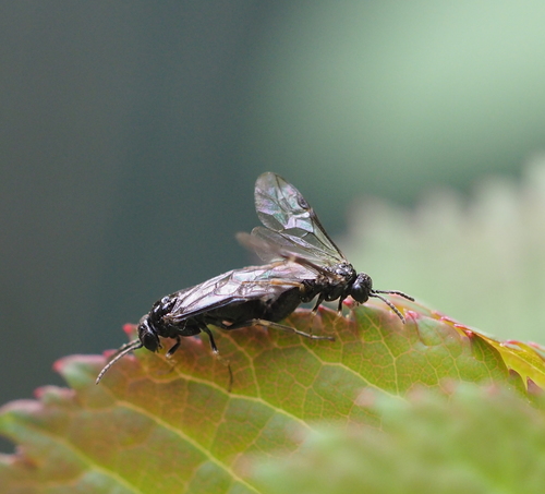 Rose Leaf-rolling Sawfly