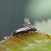 Rose Leaf-rolling Sawfly - Photo (c) carnifex, some rights reserved (CC BY), uploaded by carnifex