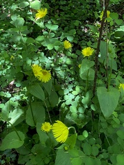 Doronicum plantagineum