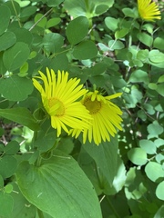 Doronicum plantagineum