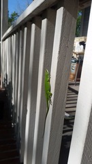 Anolis carolinensis