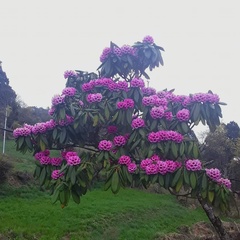 Rhododendron kesangiae