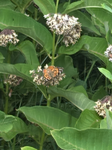 Painted Lady