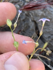 Gilia scopulorum
