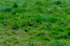 Sturnus vulgaris