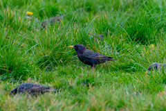 Sturnus vulgaris