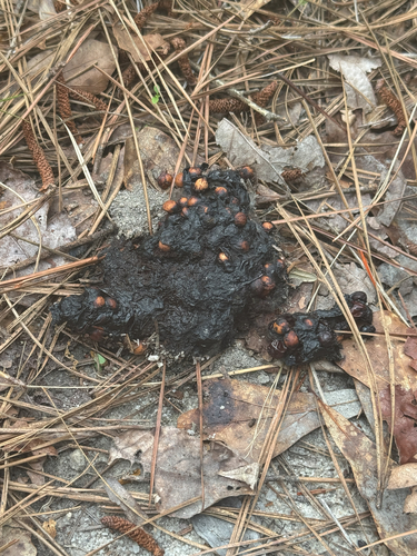 American Black Bear photographed in South Carolina