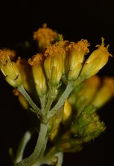 Alloispermum scabrum