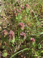 Lamium purpureum