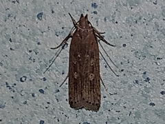 Helcystogramma triannulella