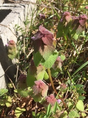 Lamium purpureum