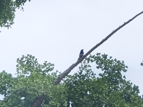 Oriental Magpie-Robin
