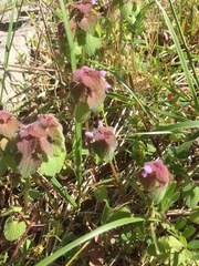 Lamium purpureum