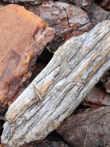 Slant-faced Grasshoppers