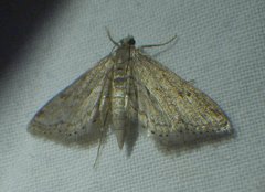 Parapoynx allionealis