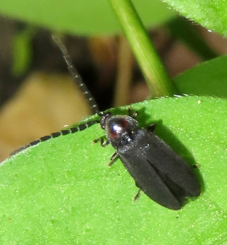 Dotted Firefly