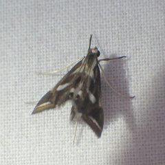 Chrysendeton imitabilis
