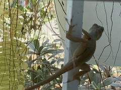 Anolis cybotes