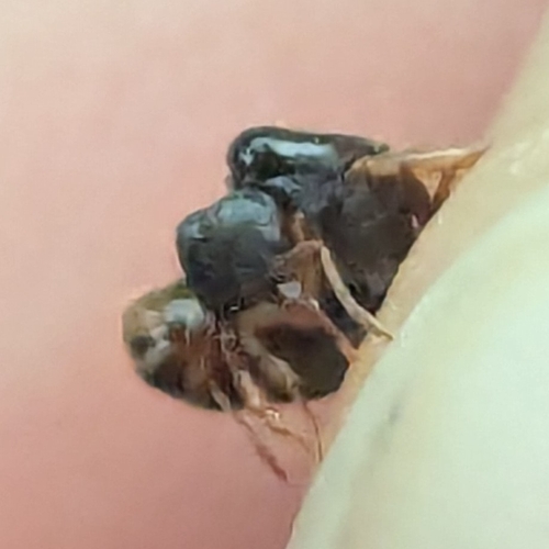 Immigrant Pavement Ant