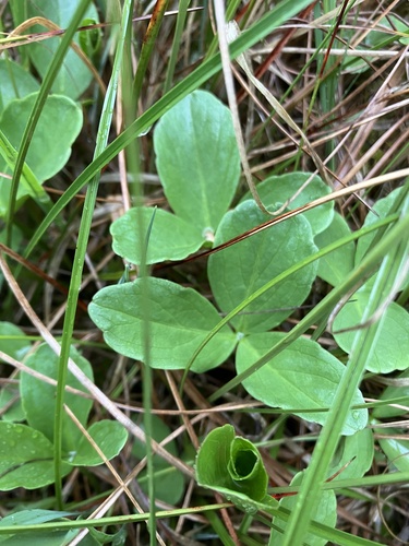 Bogbean