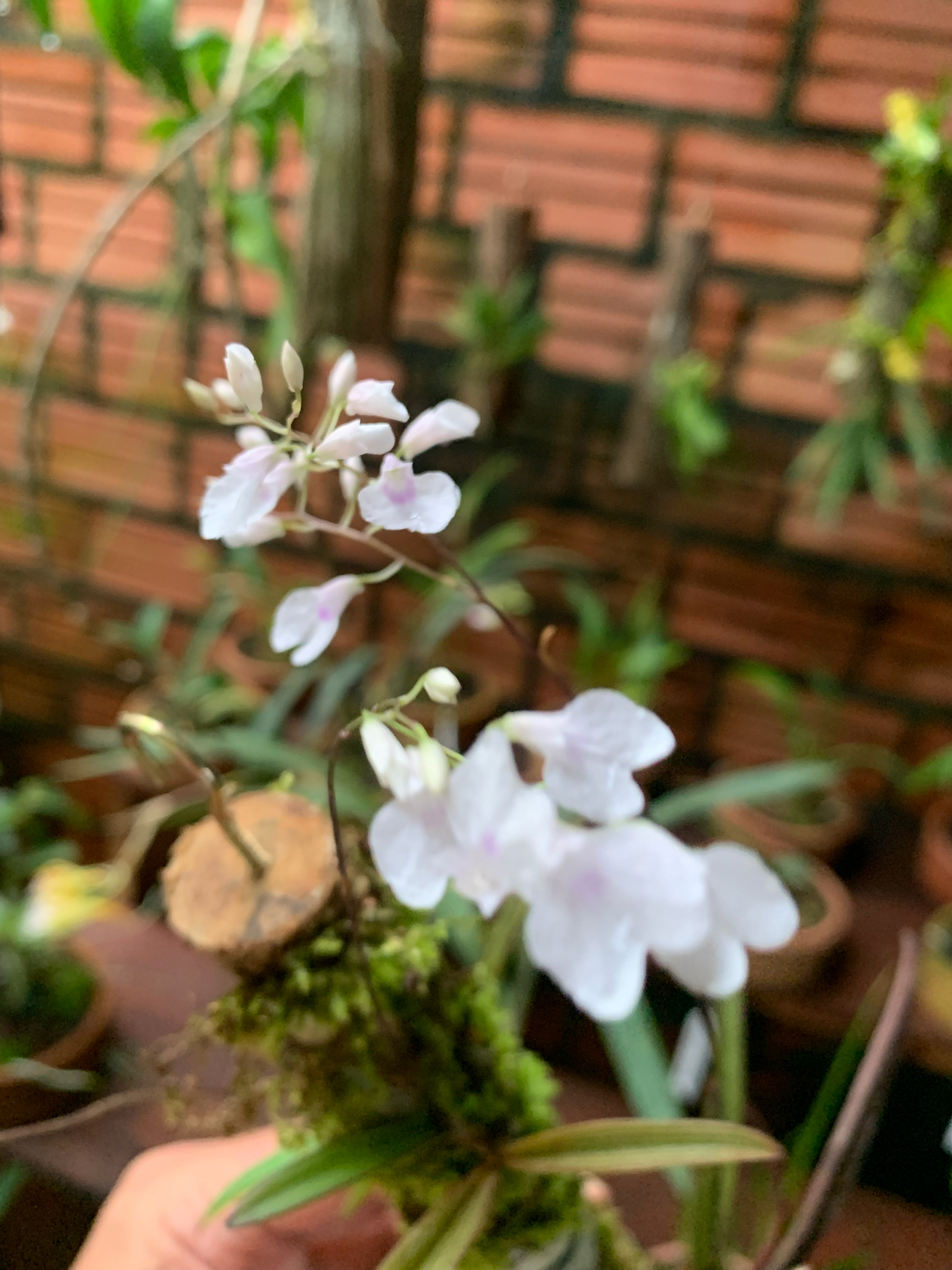 Ionopsis utricularioides