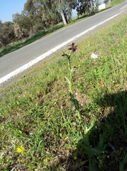 Carduus argentatus