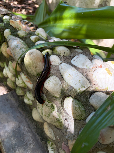 Red-legged Millipede