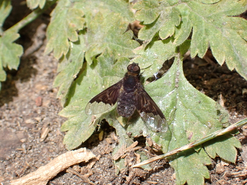 Black Banded Bee Fly