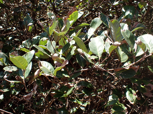 Alectryon coriaceus, photograph 3