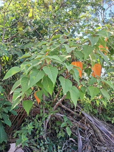 Croton urucurana, photograph 3