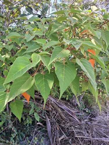 Croton urucurana, photograph 4