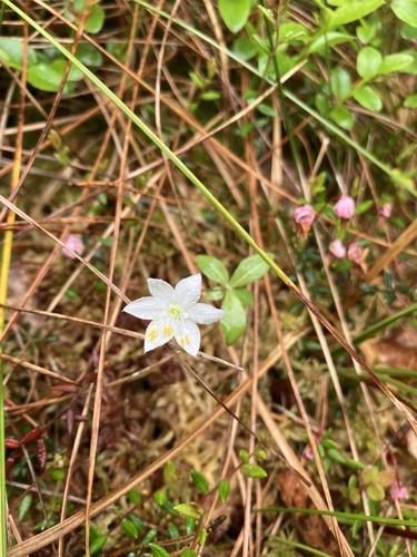 Arctic Starflower